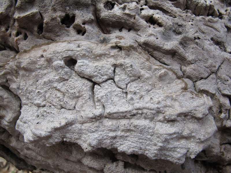 [Syncesia myrticola]